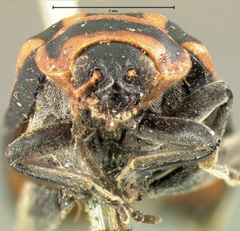 Media type: image; Entomology 18760   Aspect: head frontal view